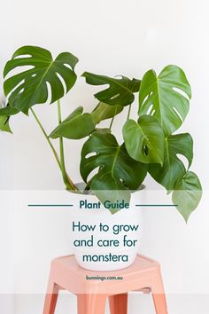 a potted plant sitting on top of a stool with the words plants how to grow and care for monstera