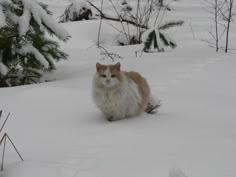 an orange and white cat is walking in the snow near some pine trees on a snowy day