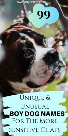 a brown and white dog with the words unique & unusual boy names for the more expensive dogs