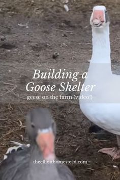 two geese standing next to each other on the ground with text overlay reading building a goose shelter