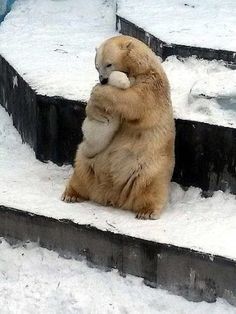 a polar bear sitting on some steps in the snow with its paws up to it's face