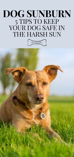 a dog laying in the grass with text overlay that reads, dogs sunburn tips to keep your dog safe in the harsh sun