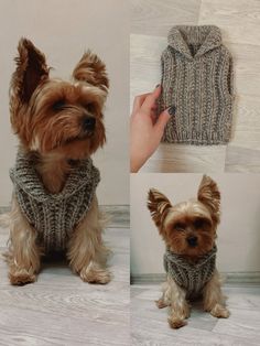 two pictures of a dog wearing a sweater and holding a hand knitted mitt