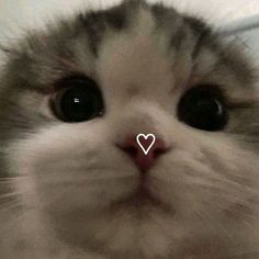 a close up of a cat's face with a heart in the middle of it