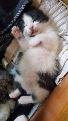 a black and white kitten laying on top of a wooden floor