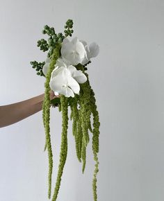 a hand holding a bouquet of white flowers and green moss on a white wall background