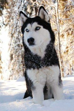 a black and white husky dog sitting in the snow looking at the camera with blue eyes