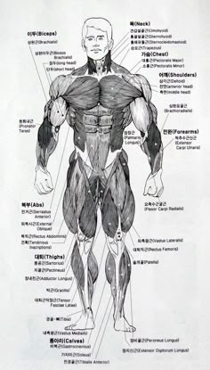 the muscles are labeled in english and chinese characters, with their corresponding names on them