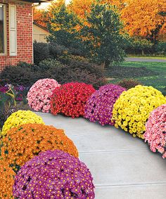 colorful flowers line the walkway in front of a house