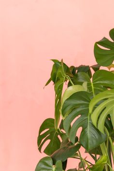 a plant with green leaves in front of a pink wall