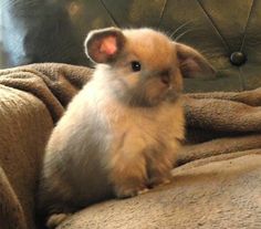 a small hamster sitting on top of a couch next to a brown pillow and blanket