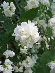 white flowers are blooming in the garden