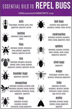 Think chemical FREE please use caution when using essential oils around pets. Essential Oils For Stink Bugs, Anti Spider Spray, Essential Oil Mouse Repellent, Diy Peppermint Oil Bug Spray, Natural Spider Repellent For Home, Bird Repellent Ideas, Bug Repellent Diy, Essential Oil Bug Spray Recipe, Homemade Bug Spray Recipe