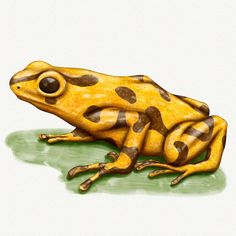 a yellow and brown frog with spots on it's body