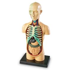 a model of the human body with bones and ribs on a black stand against a white background