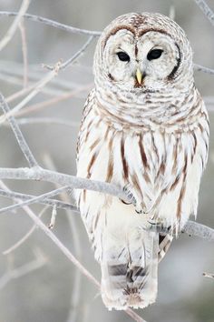 an owl sitting on top of a tree branch