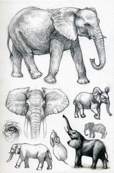 an elephant is shown in several different poses and sizes, including the tusks