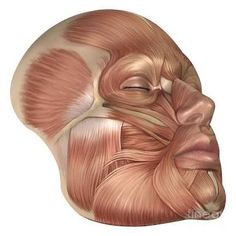 Human Head, Human Face, Muscles, Anatomy, Science, Human, Art