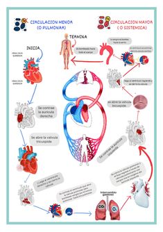 an image of the human heart and its functions