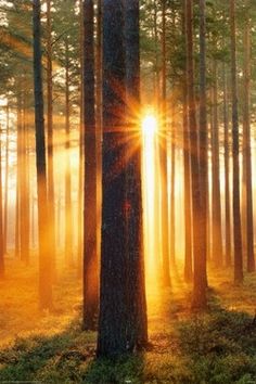 the sun is shining through the trees in the forest