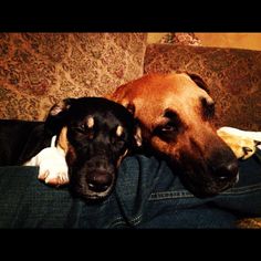 two dogs laying next to each other on a couch