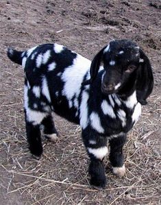 a black and white baby goat standing on dry grass