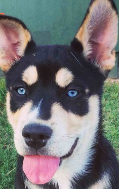 a close up of a dog laying in the grass with its tongue hanging out and it's eyes open