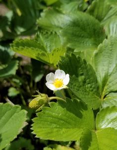 a small white flower surrounded by green leaves