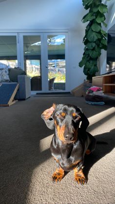 a black and brown dog sitting on top of a carpet