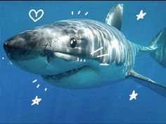 a great white shark swimming in the ocean with hearts on it's chest and mouth