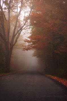 an empty road surrounded by trees in the fall