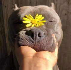 a dog with a yellow flower on its nose