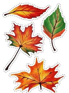 four autumn leaves are shown on a white background