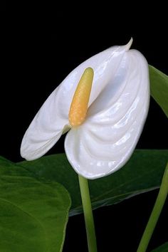 a white flower with yellow stamen in the center