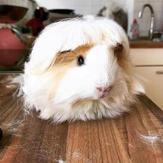 a guinea pig sitting on top of a wooden counter