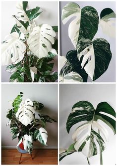 four different types of white and green leaves