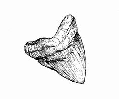 a black and white drawing of a banana