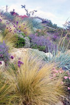 some very pretty flowers and plants on the side of a hill