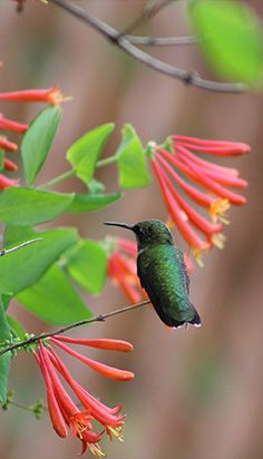 a hummingbird perches on a branch with red and green flowers in the background