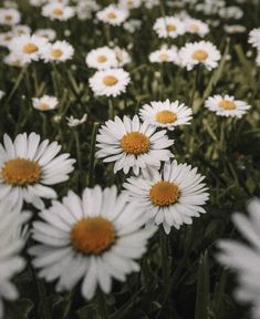 white and yellow daisies are growing in the grass