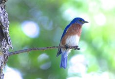 a blue bird sitting on top of a tree branch