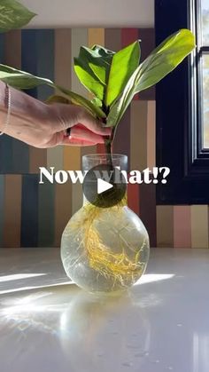 a person holding a plant in a vase with the words now what? on it