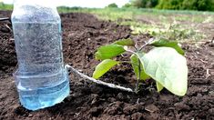 a bottle of water sitting on top of a dirt field next to a green plant