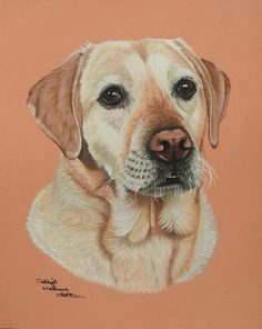 a pastel drawing of a dog's face on a peach colored paper background