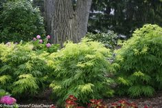 some green plants and flowers in front of a tree