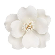 a white flower is shown on a white background