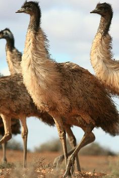 three ostriches are walking in the desert together and one is looking at the camera