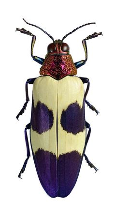 a purple and yellow insect with black spots