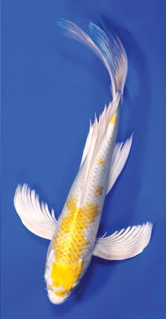 a white and yellow fish swimming on top of blue water with its tail curled up