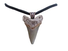 Mako Shark Tooth Necklace. The Tooth measure 1 3/4" L x 1 1/4" W and measures overall2" long with detailed pendant bail. The 28" long adjustable soft buckskin leather thong and you can easily cut to desired length.  This tooth comes from Bone Valley located in Central Florida. The tooth has some feeding wear, but overall in Good Shape! It's a small beautiful tooth from a powerful shark!   Comes inside organza bag. makes a nice gift. Your tooth will last a long time if cared for properly. Remembe